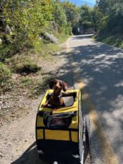 Zeynep Mentesoglu Tardivo