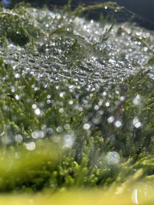 Webs of Drops