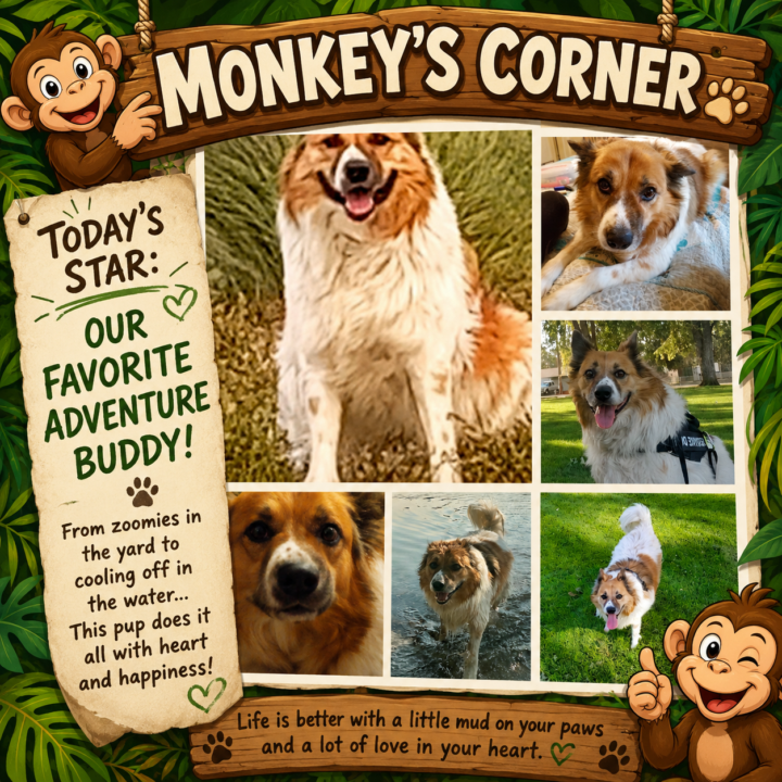 🐾 Monkey's Corner Prompt of the Day: 