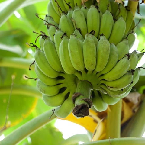 Musa Zumla