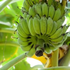 Musa Zumla