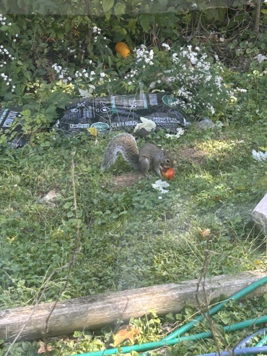 Squirrel 