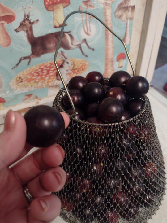 Friday Forage! 