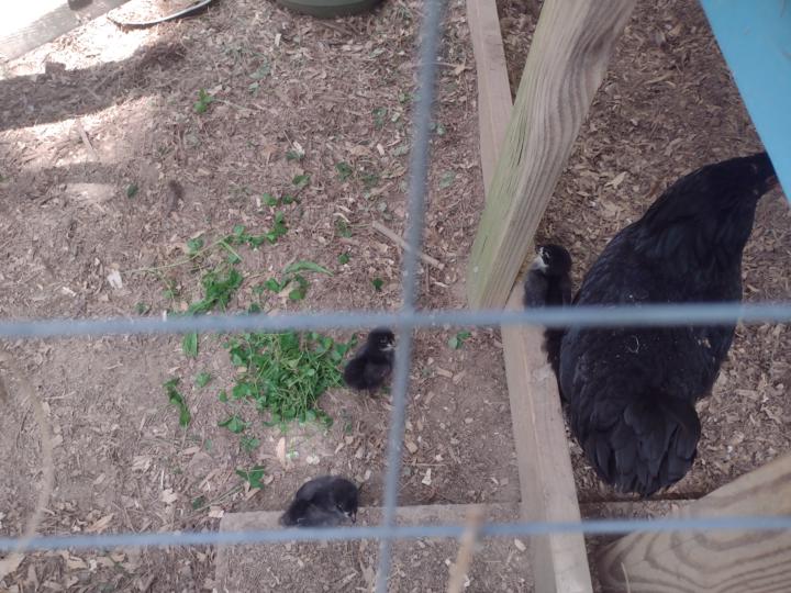 We Have Chicks! 