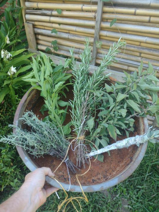 Drying Herbs