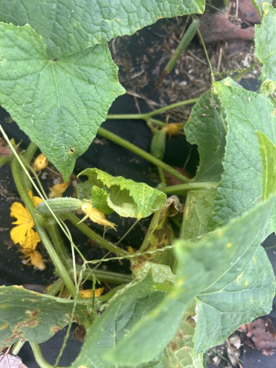 Cucumbers 