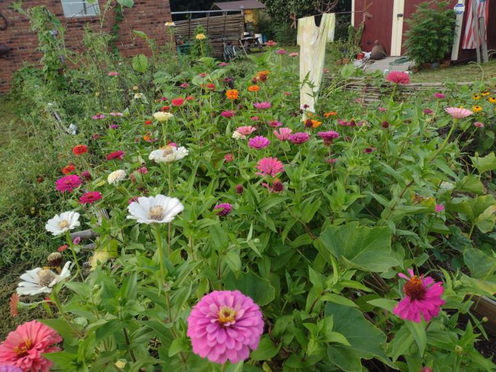 Summer Garden