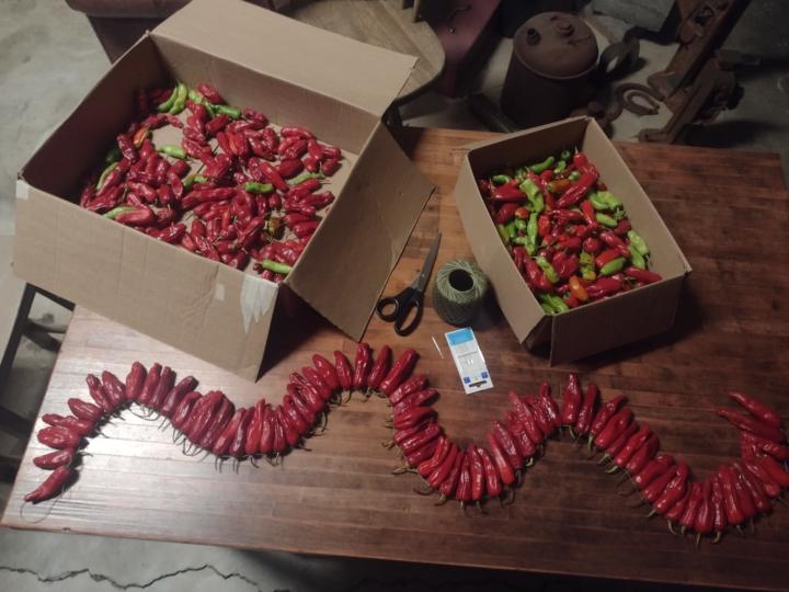 Peppers Peppers Everywhere! 