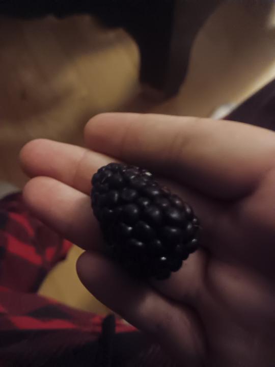 BIG NAY HUGE BLACK BERRY