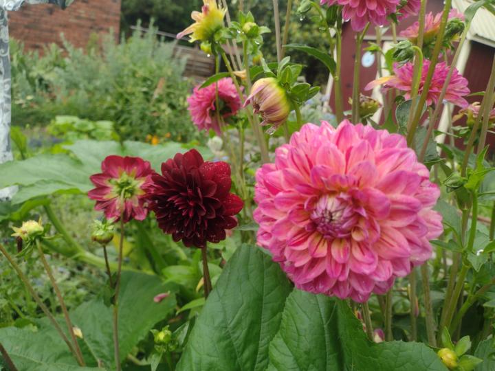 First Year Flowers