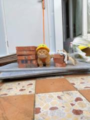 Pitiphat Phetlertanan