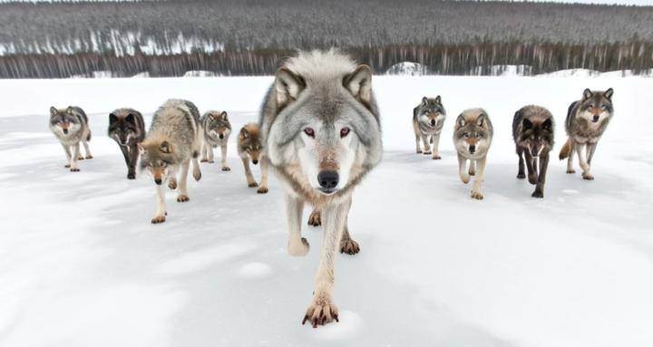 The Wolf Pack