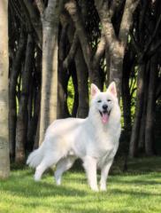 Yang Zou