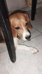 Javier Jj
