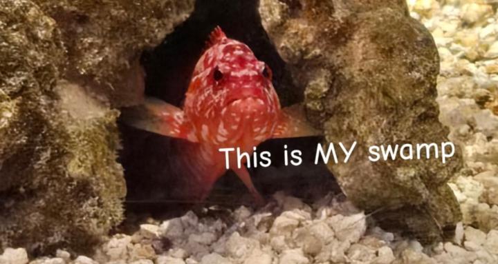 Fish keeping 101 Fresh & salt