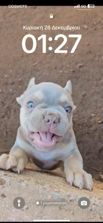 Στέλιος Μετα