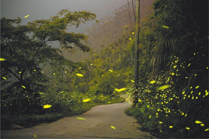 🪽[新活動 報名中] Step.13 梅嶺賞螢健行 Firefly Hikes / 台南 🌲