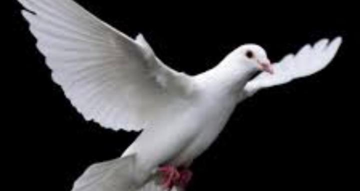 Dove