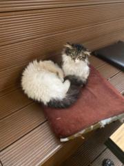 Z. Gökçe Kızılgüneş