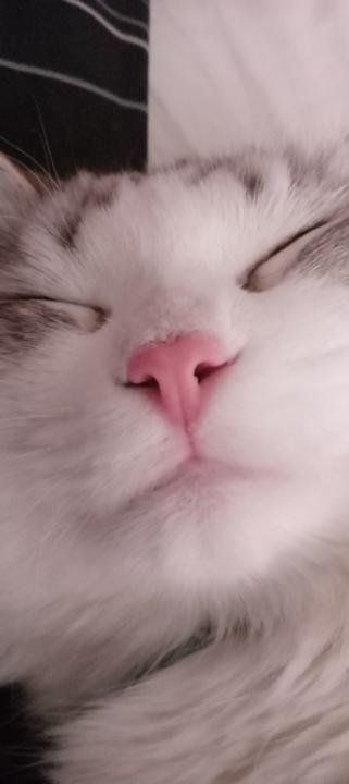 Frenk Oner