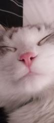 Frenk Oner