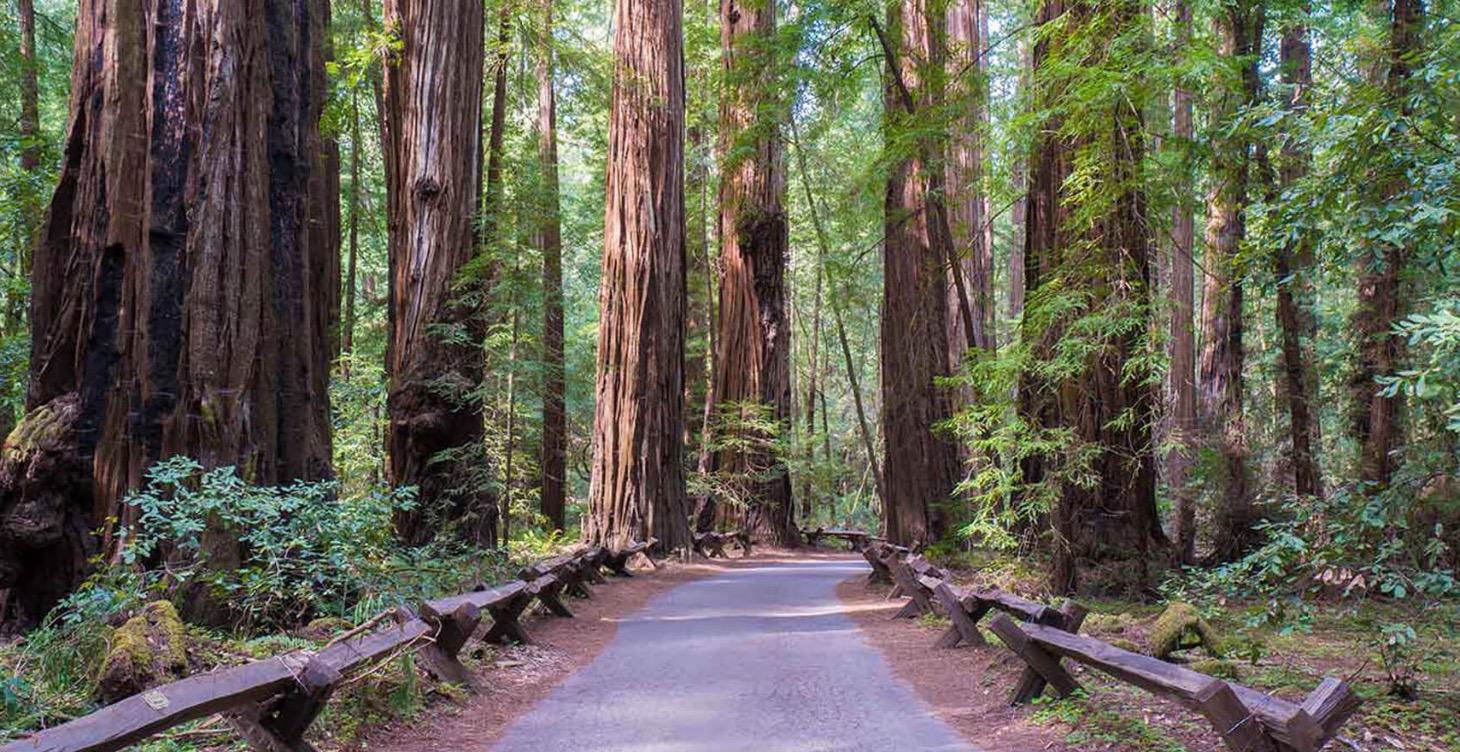 🌲Forest Bathing Day Trip with Rena Nicole 🌲