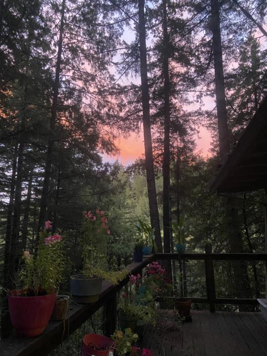 Where the Pines Remember (Suno Song)