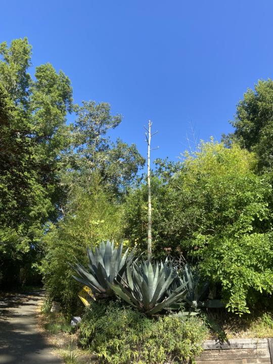 Name My Cactus Plant… 