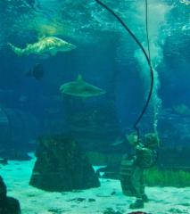 Antonio Badias Alonso