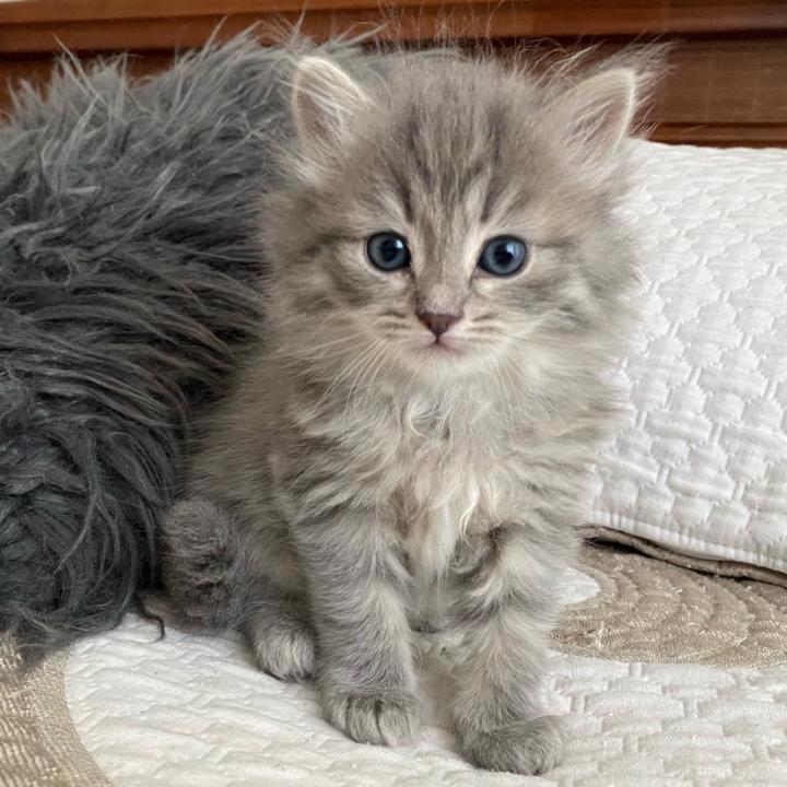 Luna Mariana