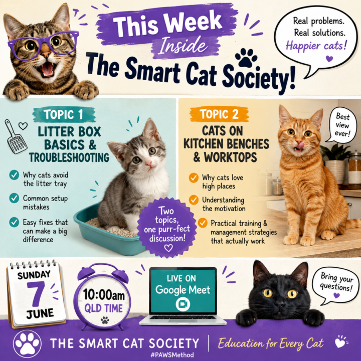 🐾 This Week Inside The Smart Cat Society 🐾