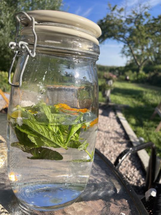 Sun tea