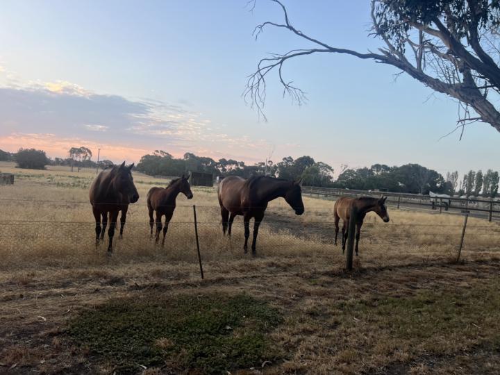 Horse Lovers and Learners 