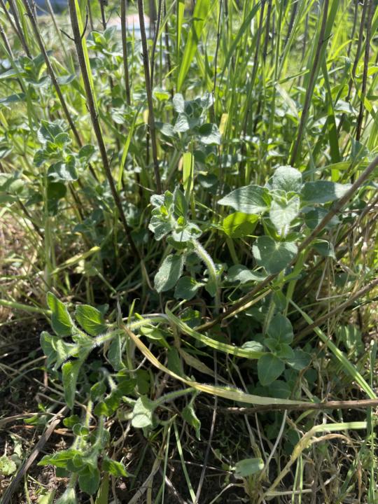 If you can name the herb …