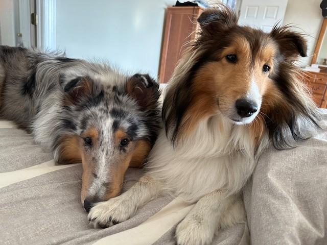 Will the IRS Allow Pets as Dependents??