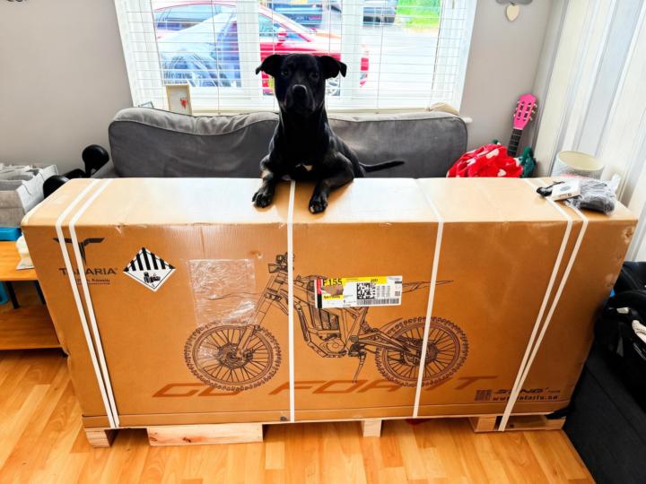 Me and Otis might have made a cheeky purchase👀