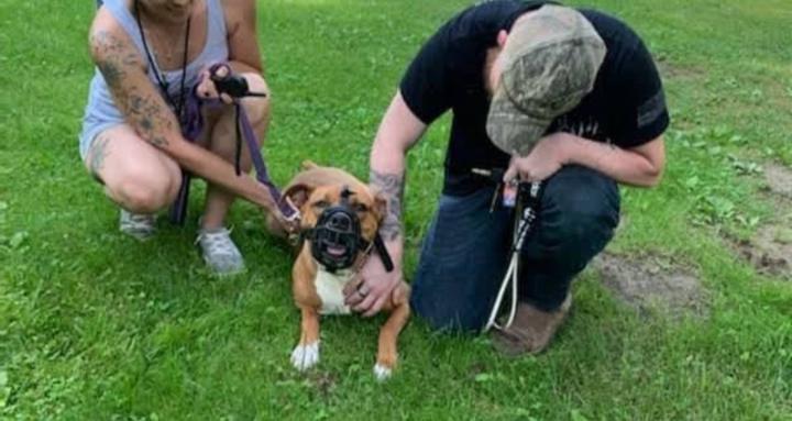 Legacy Online Dog Training