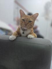 Anuphan Kumphi