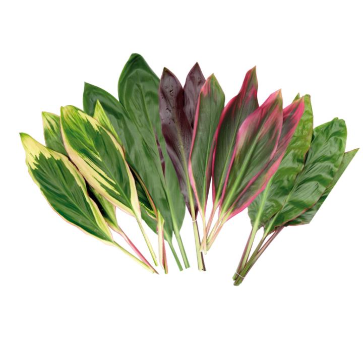 Carolina Garzon Osorio