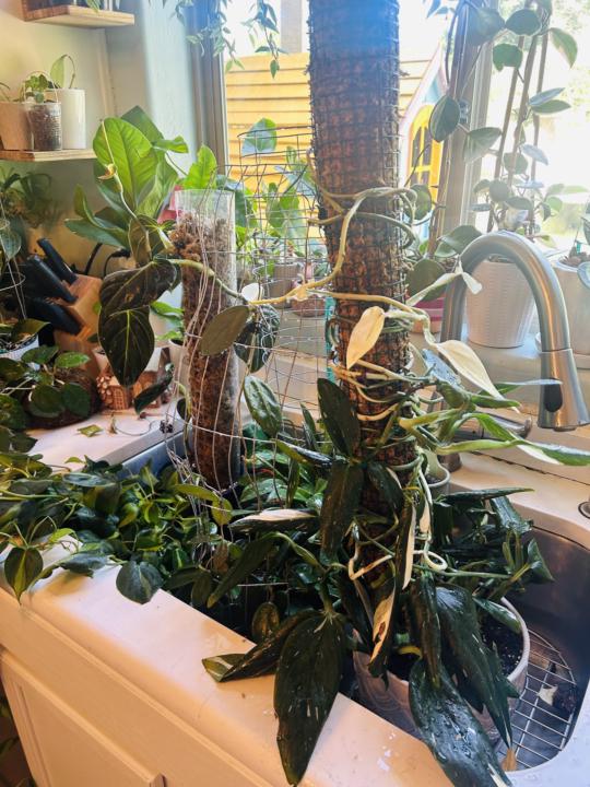 Winter watering adjustments 