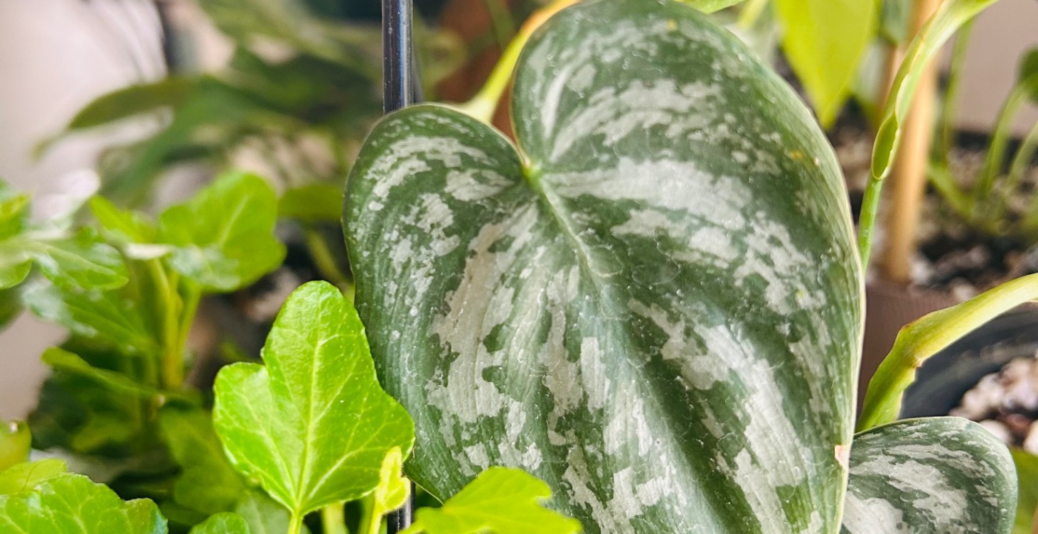 House plant maintenance