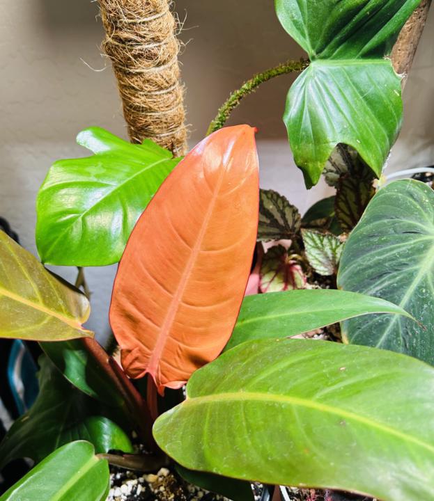 New leaf color