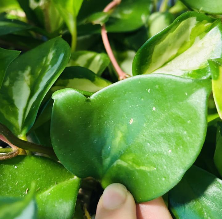 Hoya leaf surprise 