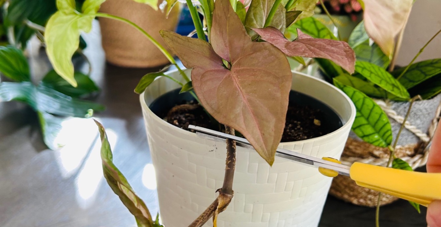 Pruning basics