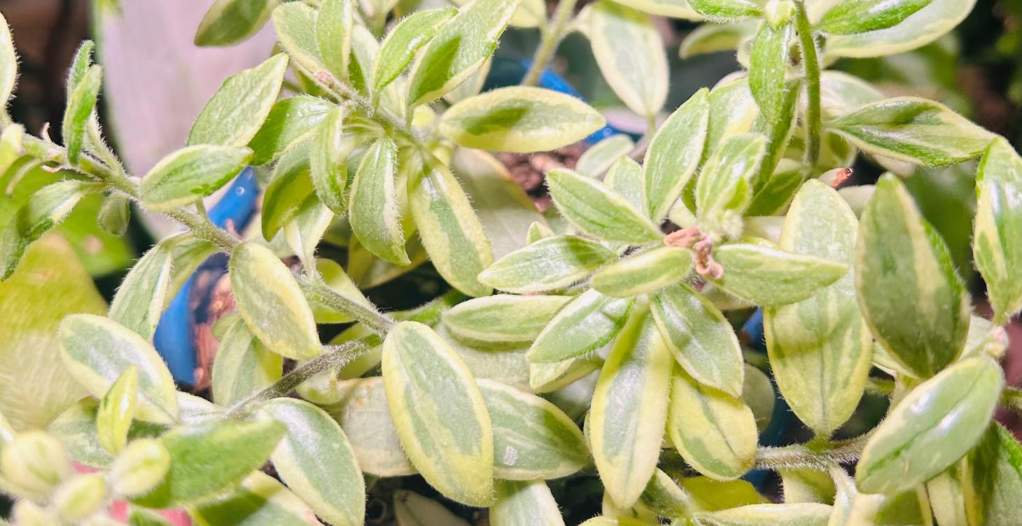 Plant specific care guide: Lipstick Plant