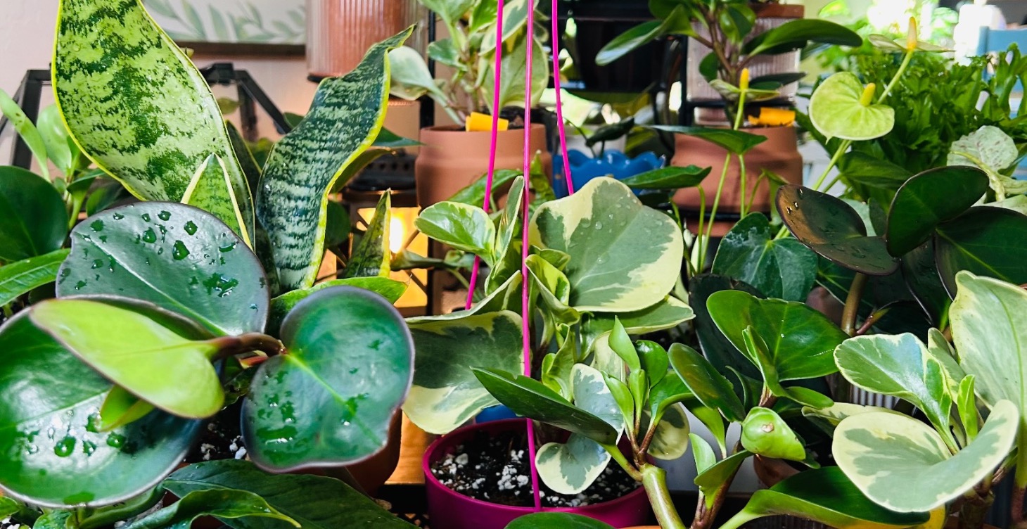 Cultivar, species and variety.