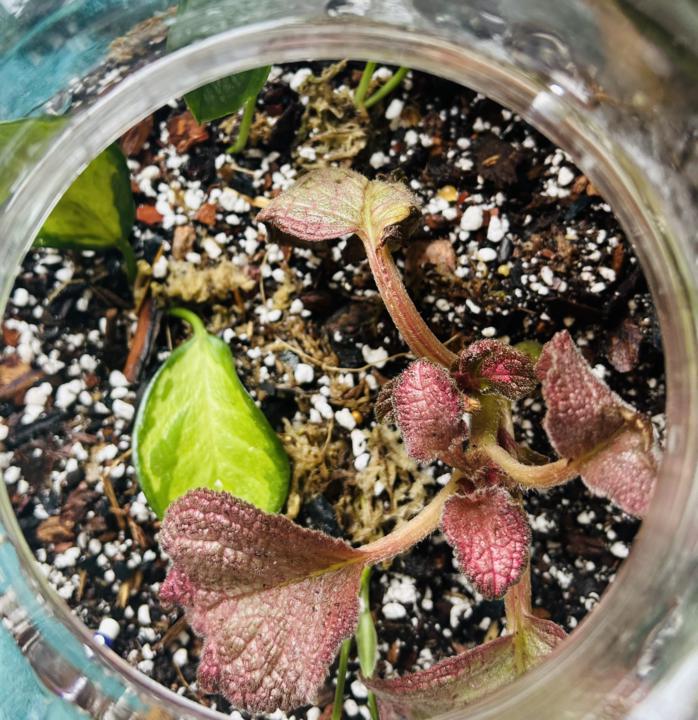 Terrariums 