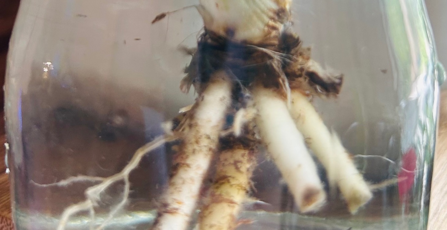 Root rot