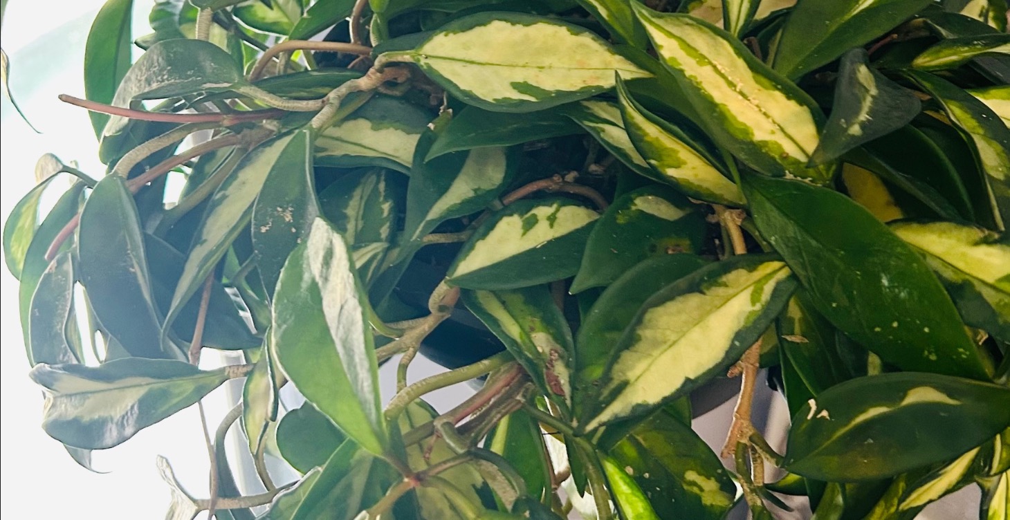 Plant specific care guide: Hoya