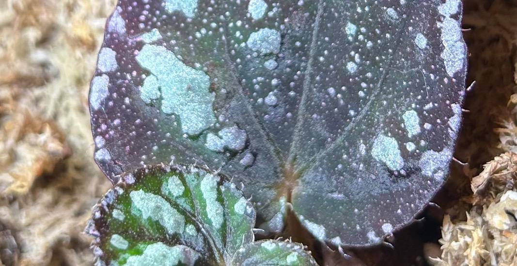 Plant specific care guide: Begonias